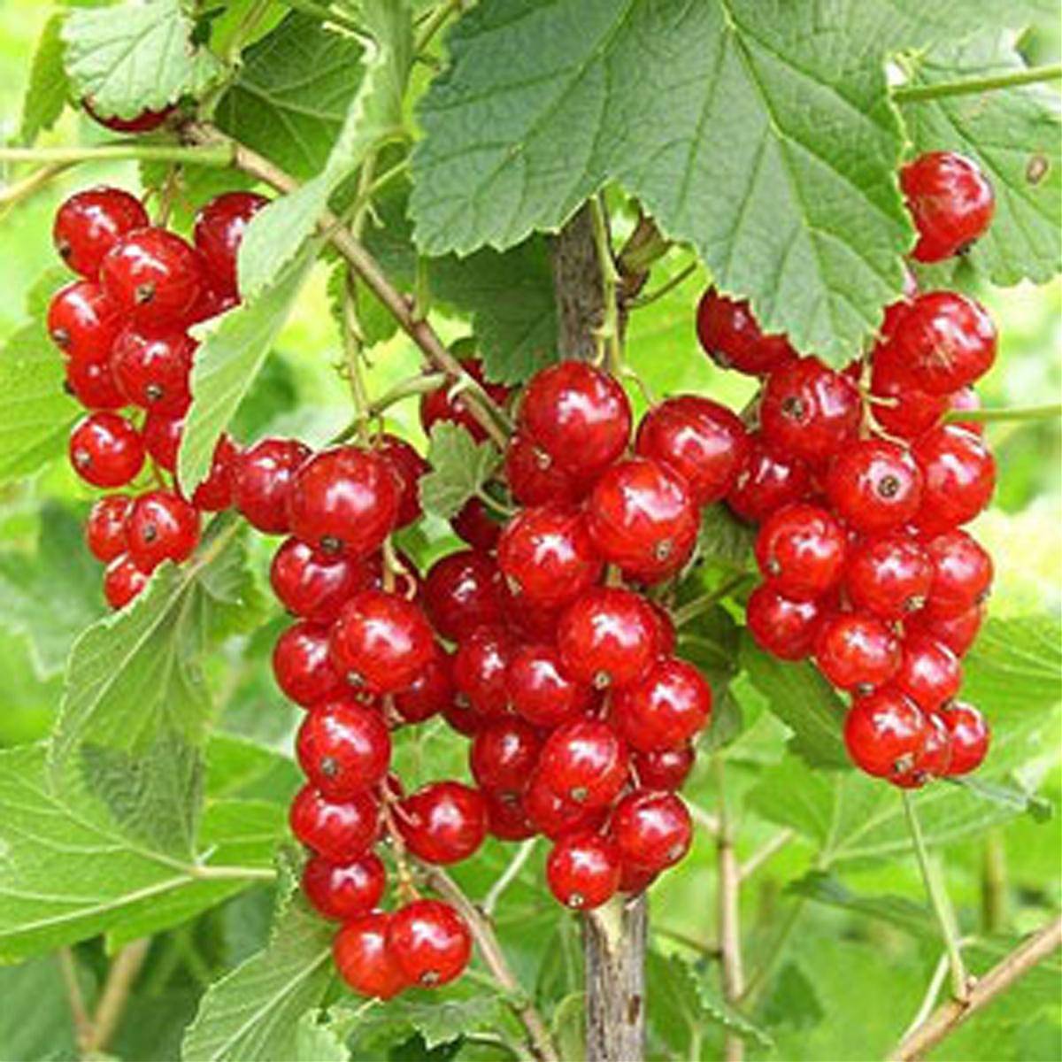 Смородина красная Джонкер Ван Тетс - Ribes rubrum Jonkheer Van Tets 1,5-2 ltr, 80-120