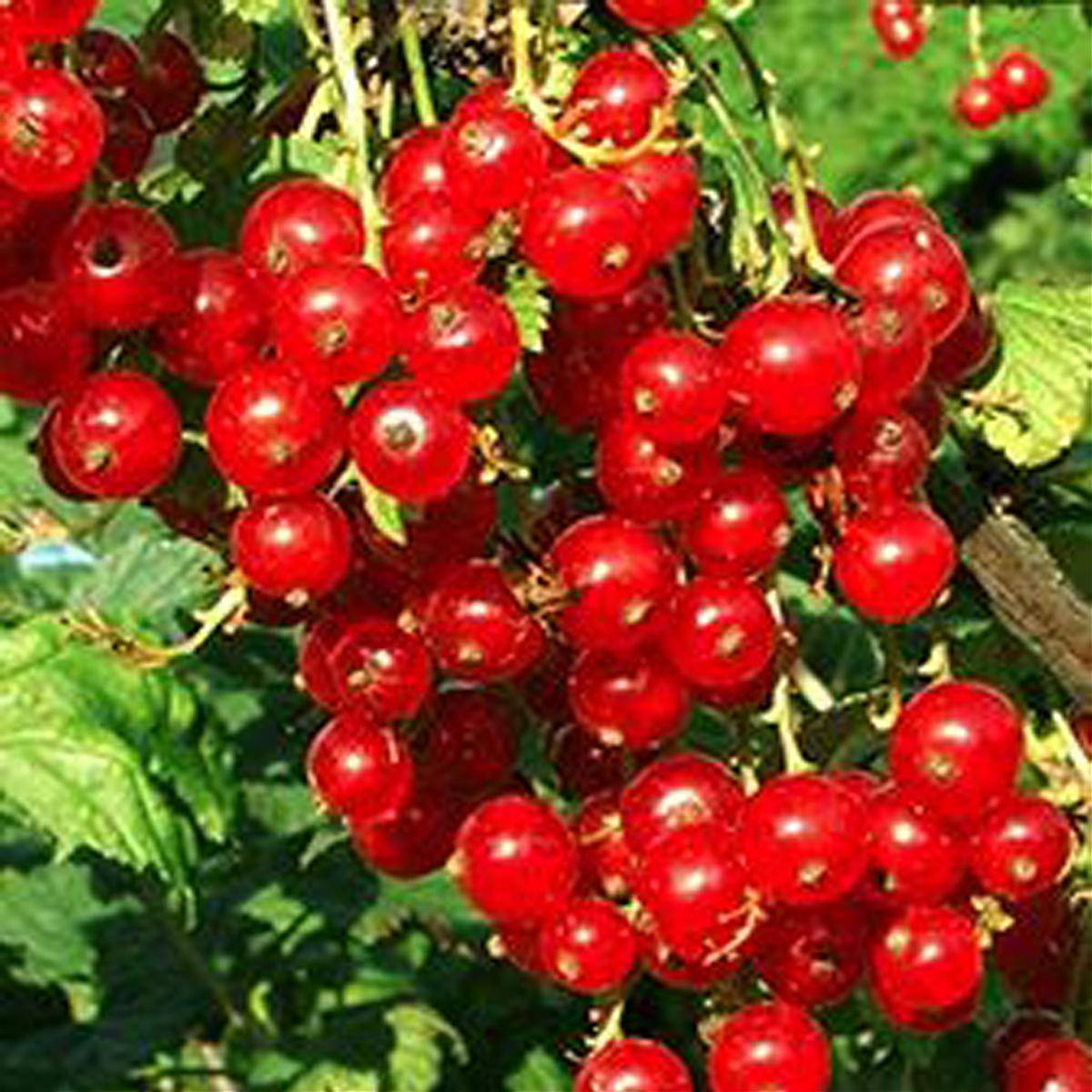 Смородина красная Мармеладница - Ribes rubrum Marmeladnitsa 1,5-2 ltr, 80-120