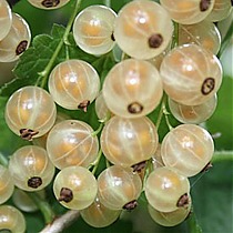 Смородина белая Версальская - Ribes sativa Versalskaya 1,5-2 ltr, 80-120см