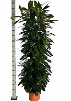 Фикус Циатистипула 3 ствола - Ficus cyathistipula D35 H190