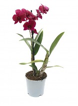 Дендробиум фаленопсис 'Sa-Nook' - Dendrobium phalaenopsis D12 H40